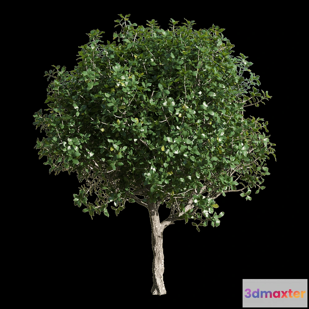 1604804 - decoration - Quercus coccifera 3 3D Max