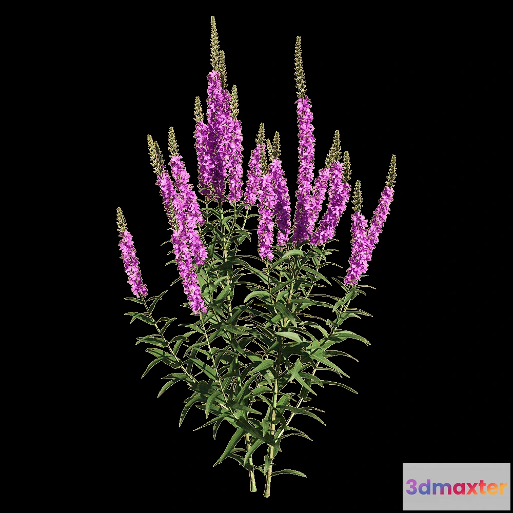 1604810 - decoration - Lythrum salicaria 3 3D Max