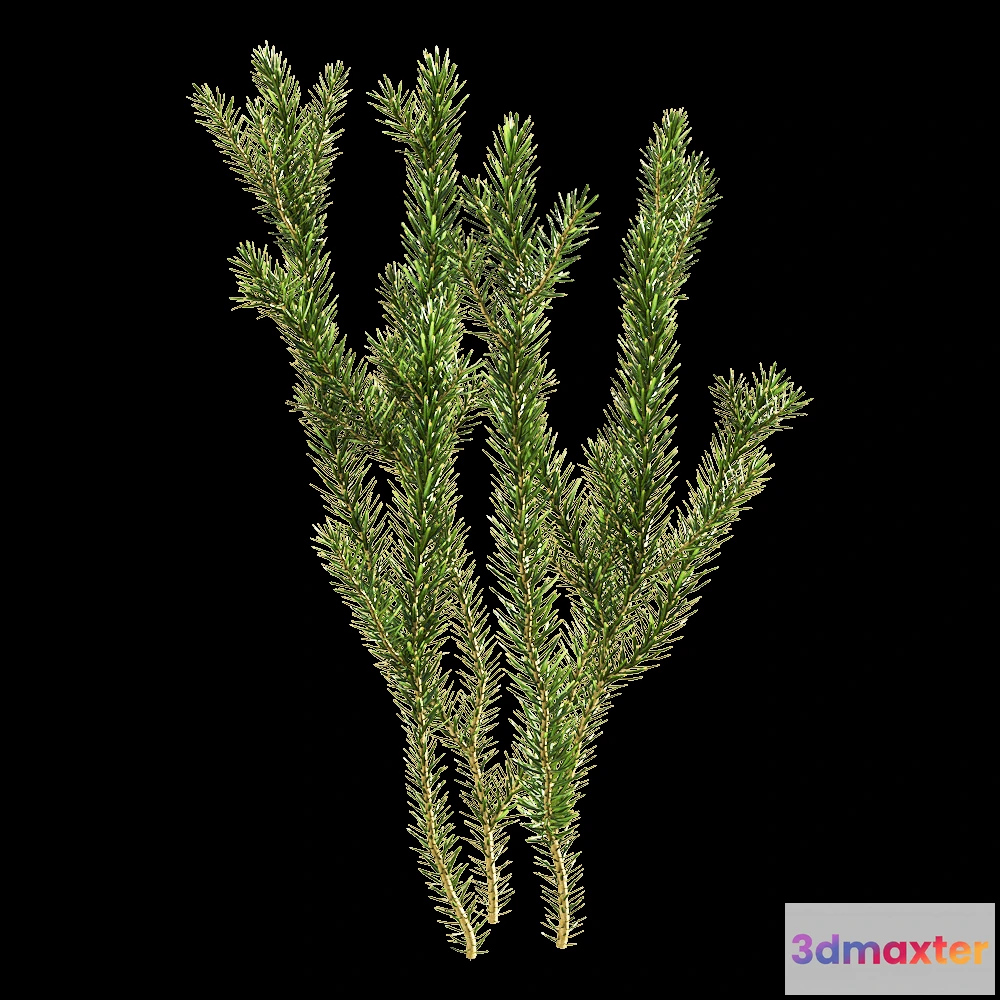 1604816 - decoration - Erica multiflora 6 3D Max