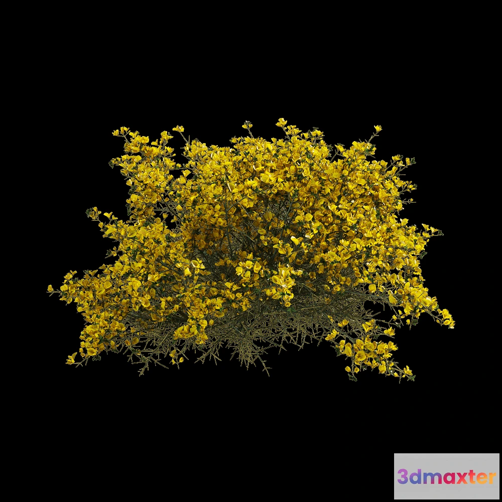 1604824 - decoration - Genista scorpius 6 3D Max