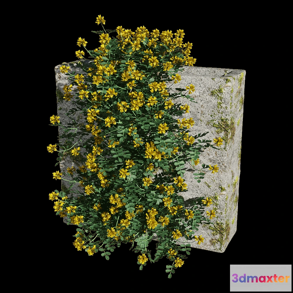 1604828 - decoration - Coronilla glauca 2 3D Max