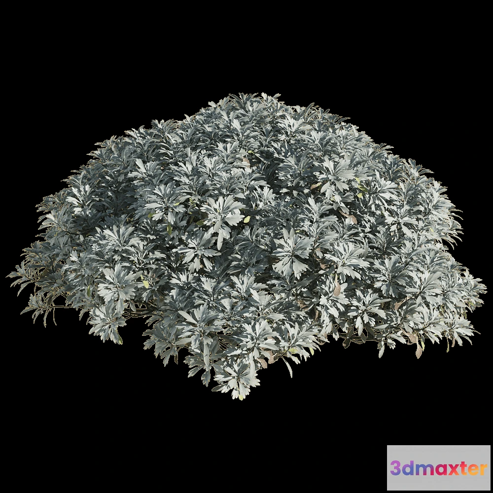 1604832 - decoration - Crossostephium chinense 5 3D Max