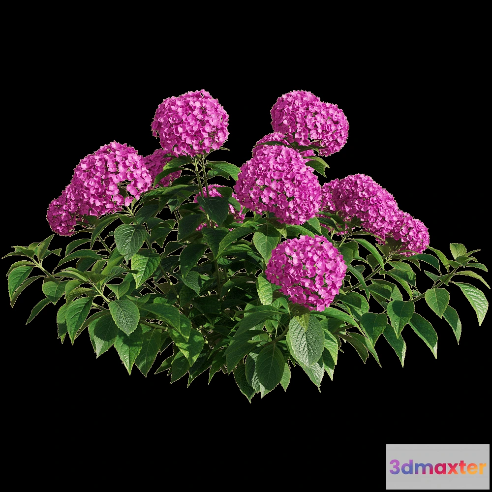 1604834 - decoration - Hydrangea macrophylla 3 3D Max
