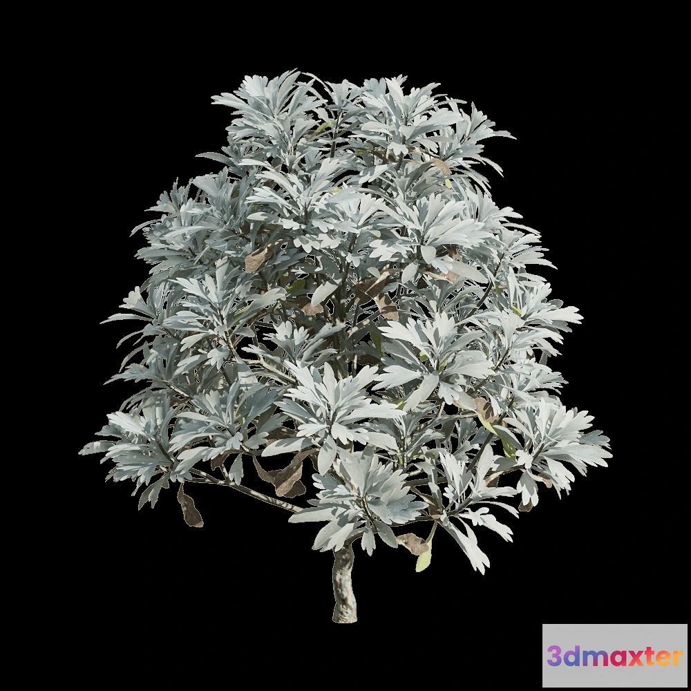 1604838 - decoration - Crossostephium chinense 1 3D Max