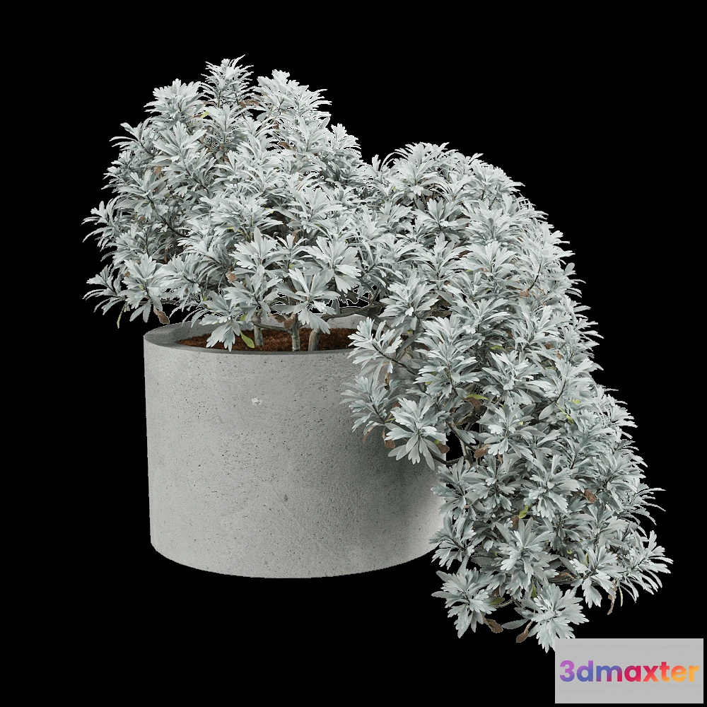 1604854 - decoration - Crossostephium chinense 3 3D Max