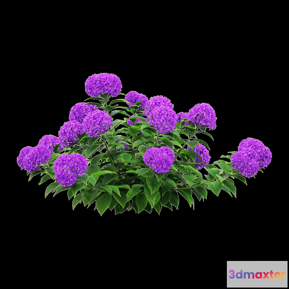 1604856 - decoration - Hydrangea macrophylla 2 3D Max