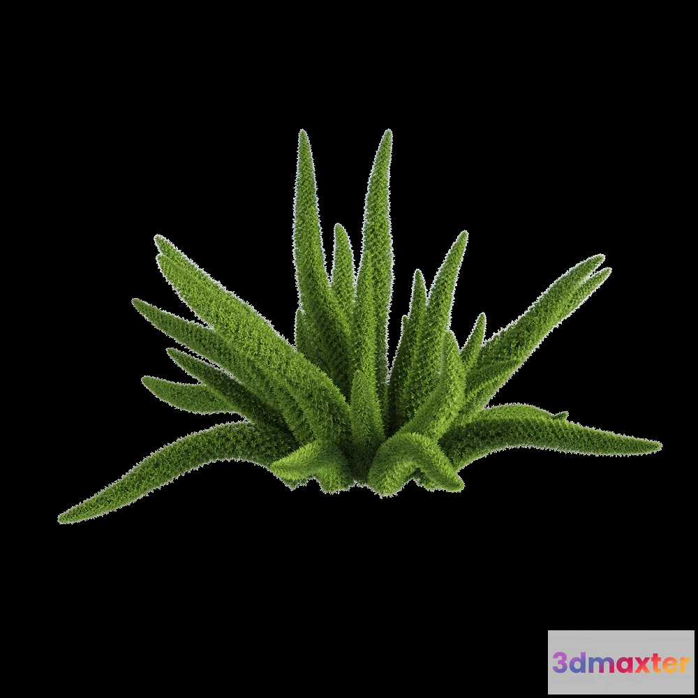 1604858 - decoration - Asparagus densiflorus 6 3D Max