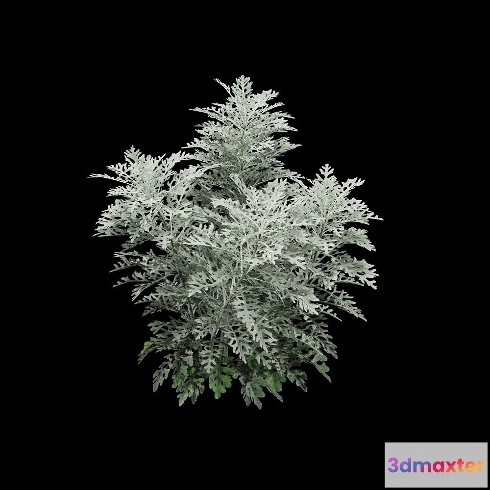 1604862 - decoration - Jacobaea maritima 1 3D Max