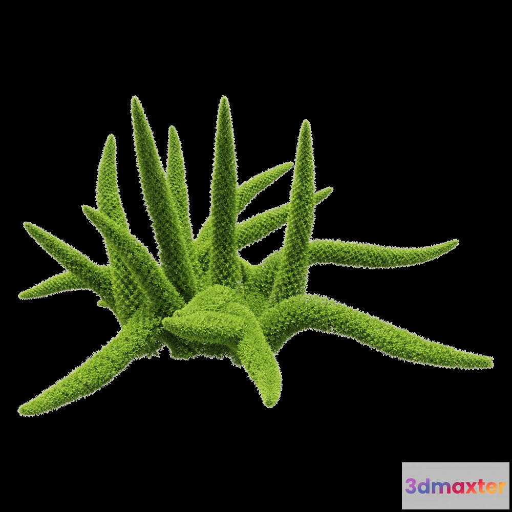 1604864 - decoration - Asparagus densiflorus 5 3D Max