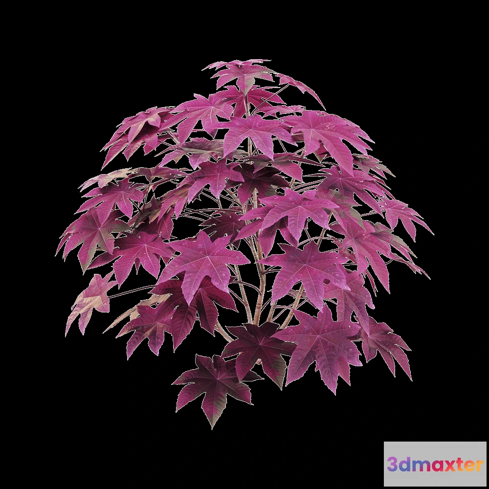 1604866 - decoration - Ricinus communis 6 3D Max
