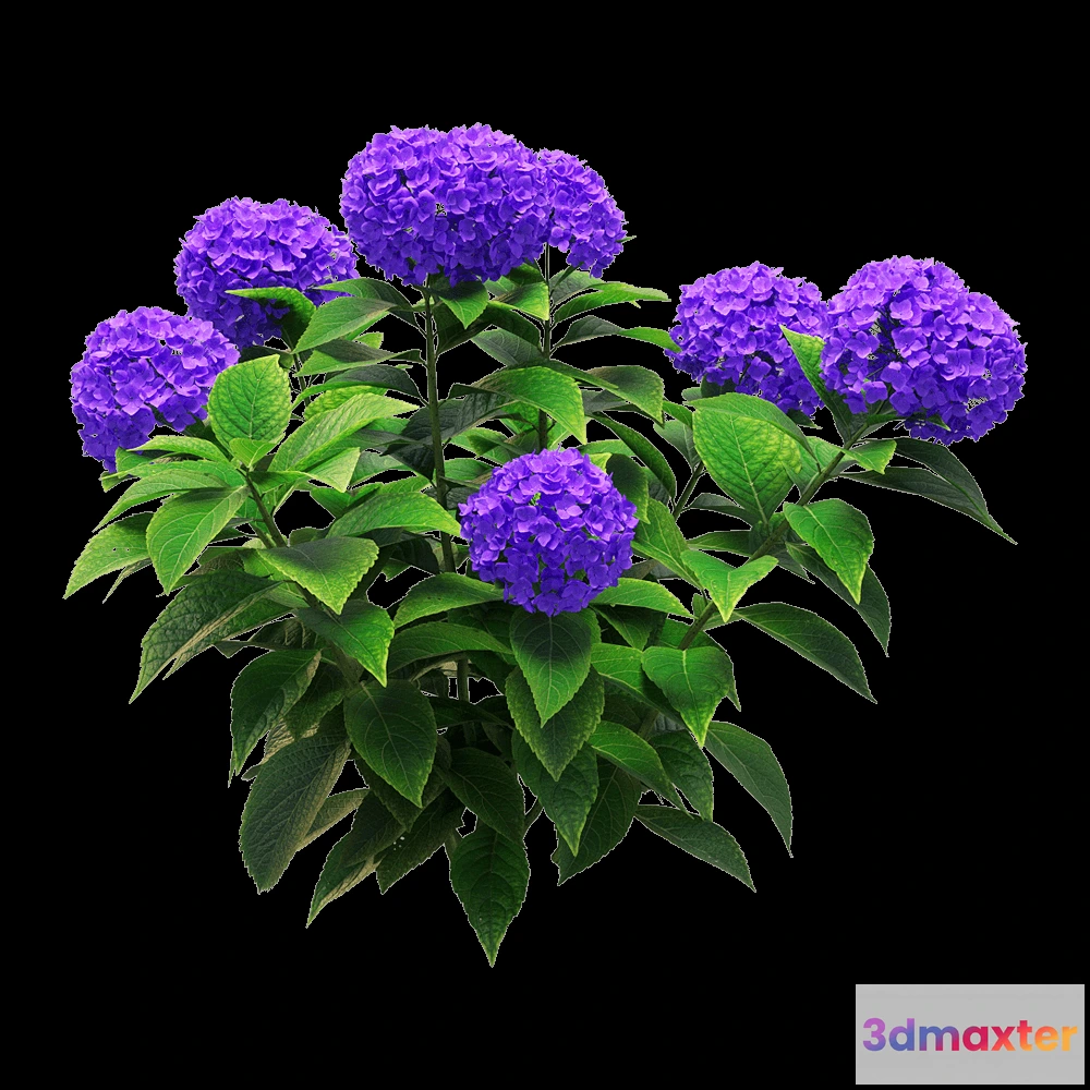 1604868 - decoration - Hydrangea macrophylla 1 3D Max