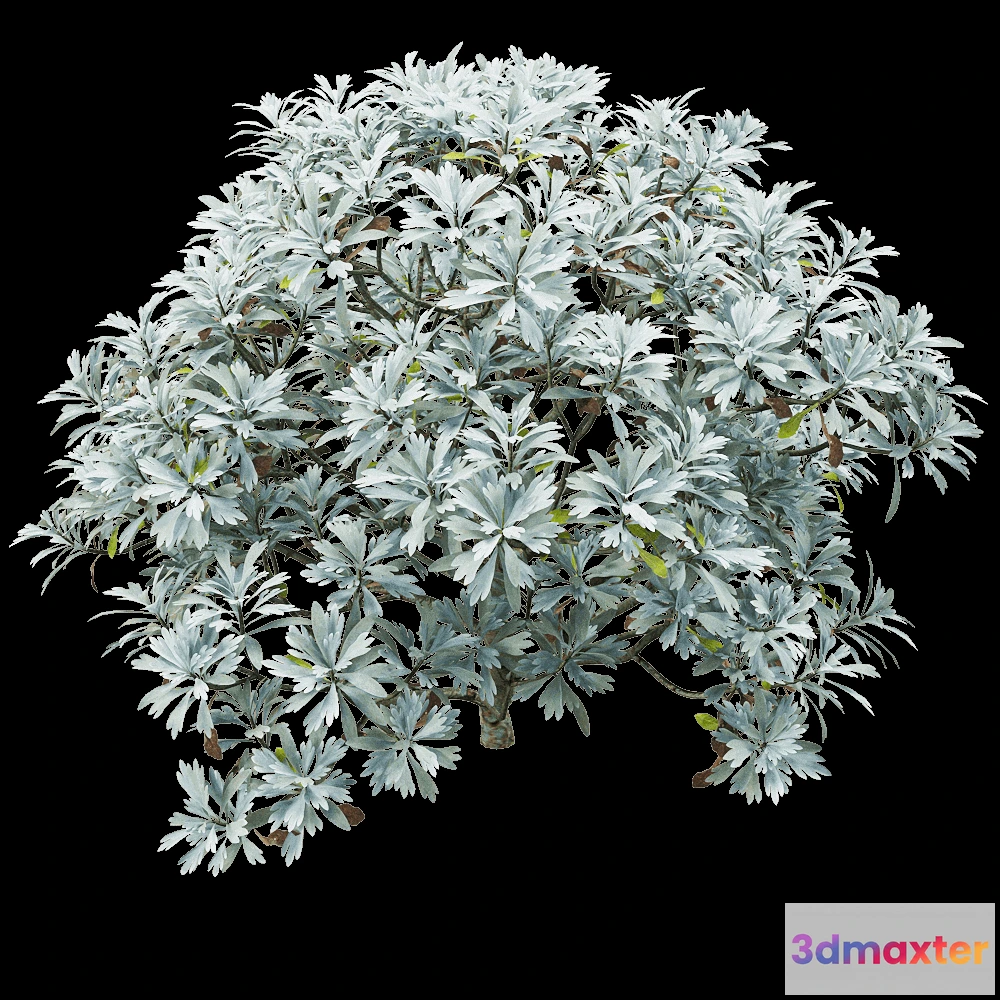 1604870 - decoration - Crossostephium chinense 2 3D Max