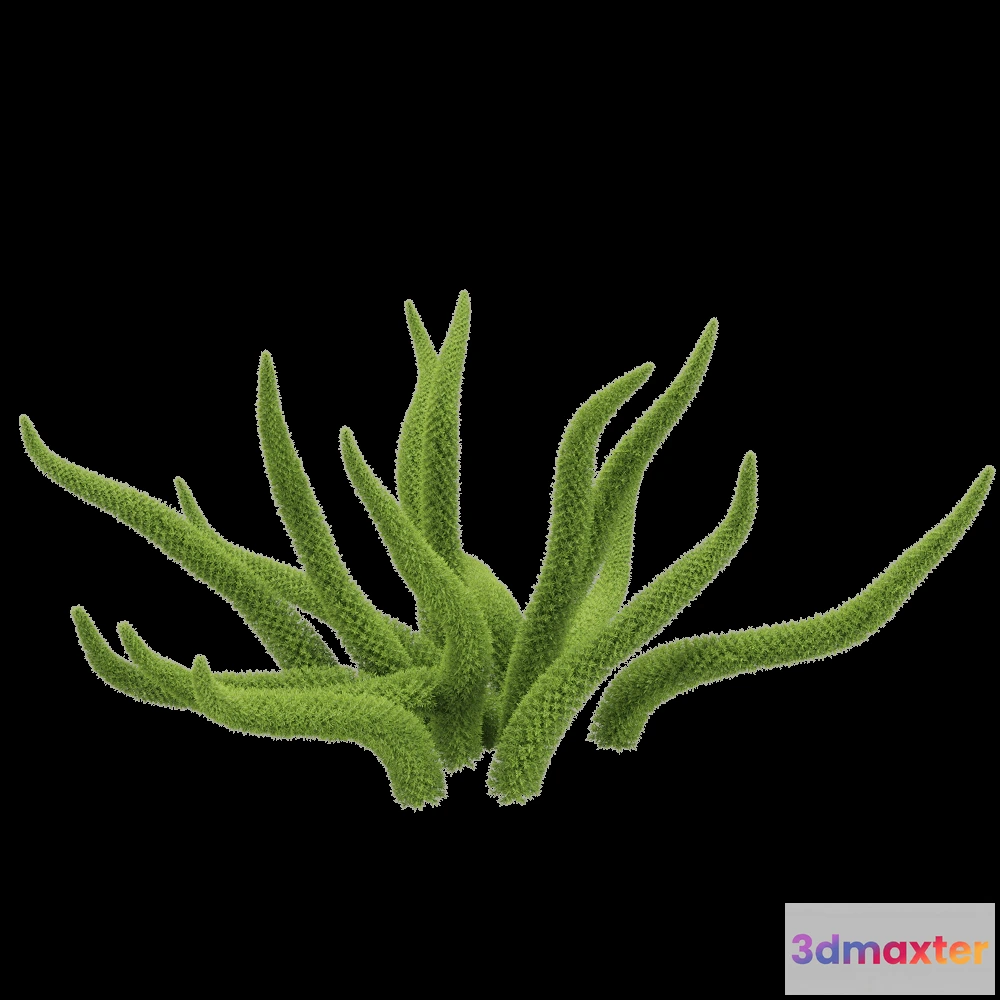 1604882 - decoration - Asparagus densiflorus 2 3D Max