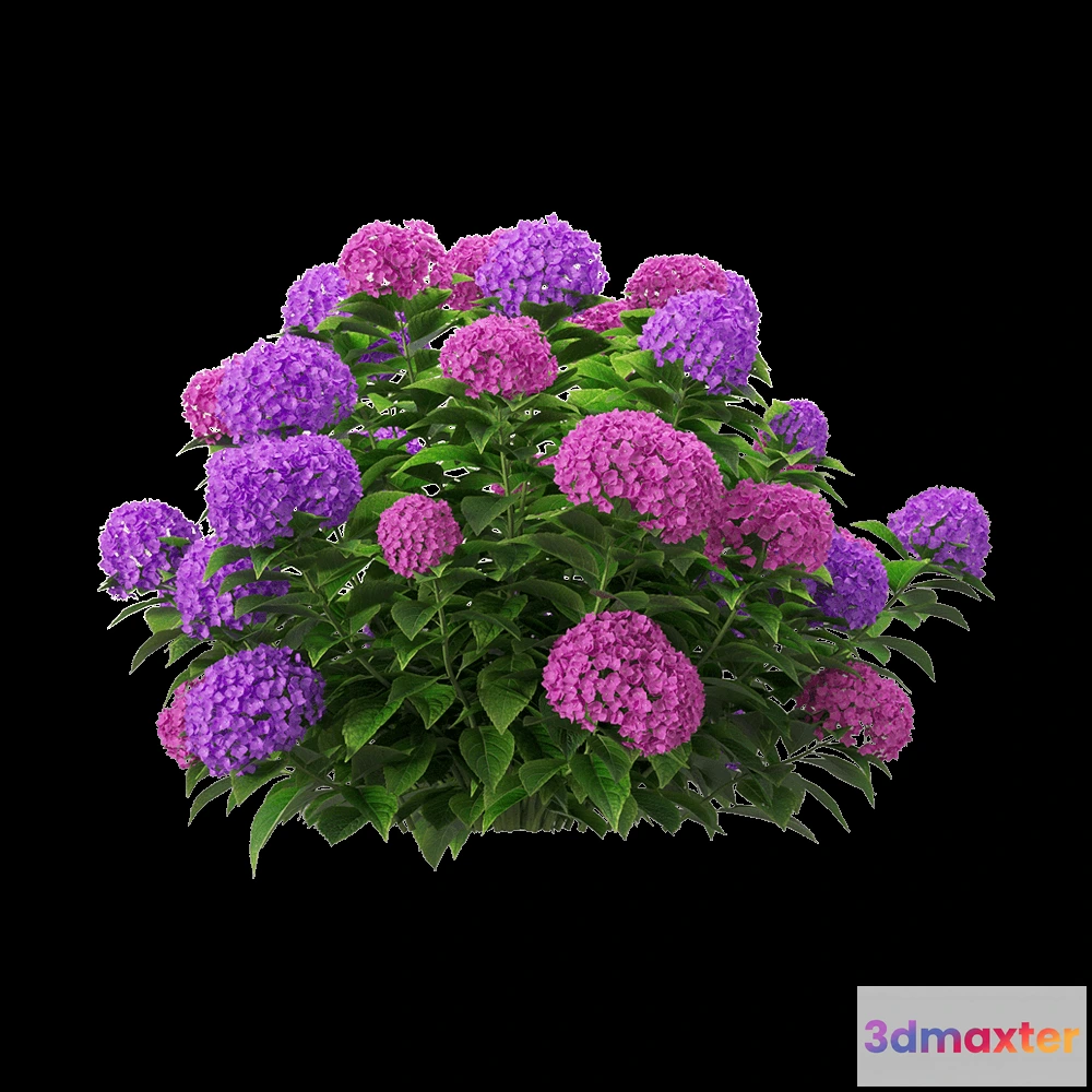 1604886 - decoration - Hydrangea macrophylla 5 3D Max