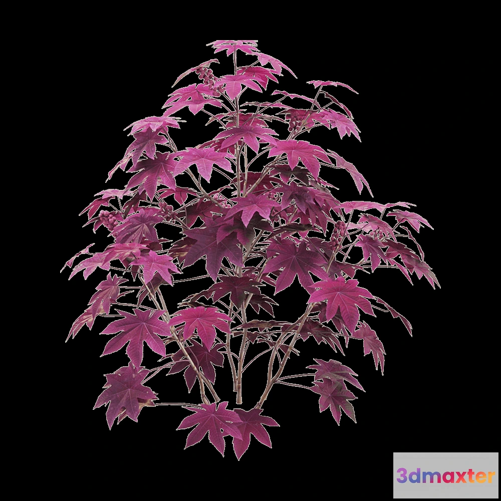 1604894 - decoration - Ricinus communis 5 3D Max