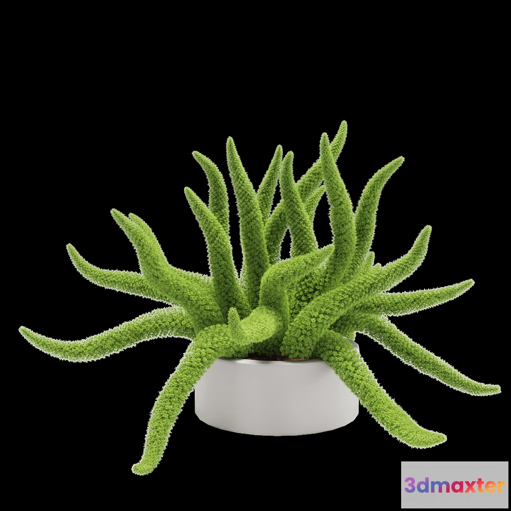 1604896 - decoration - Asparagus densifloru 4 3D Max