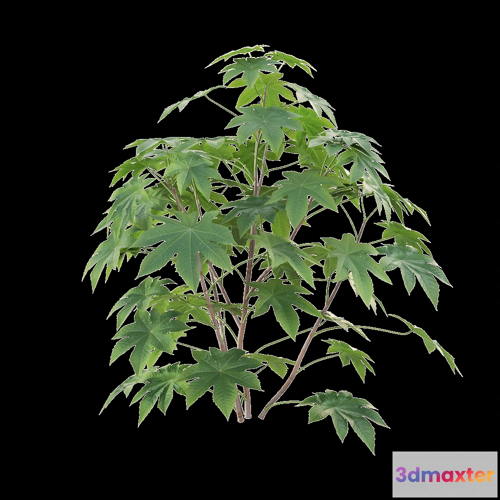 1604902 - decoration - Ricinus communis 01 3D Max