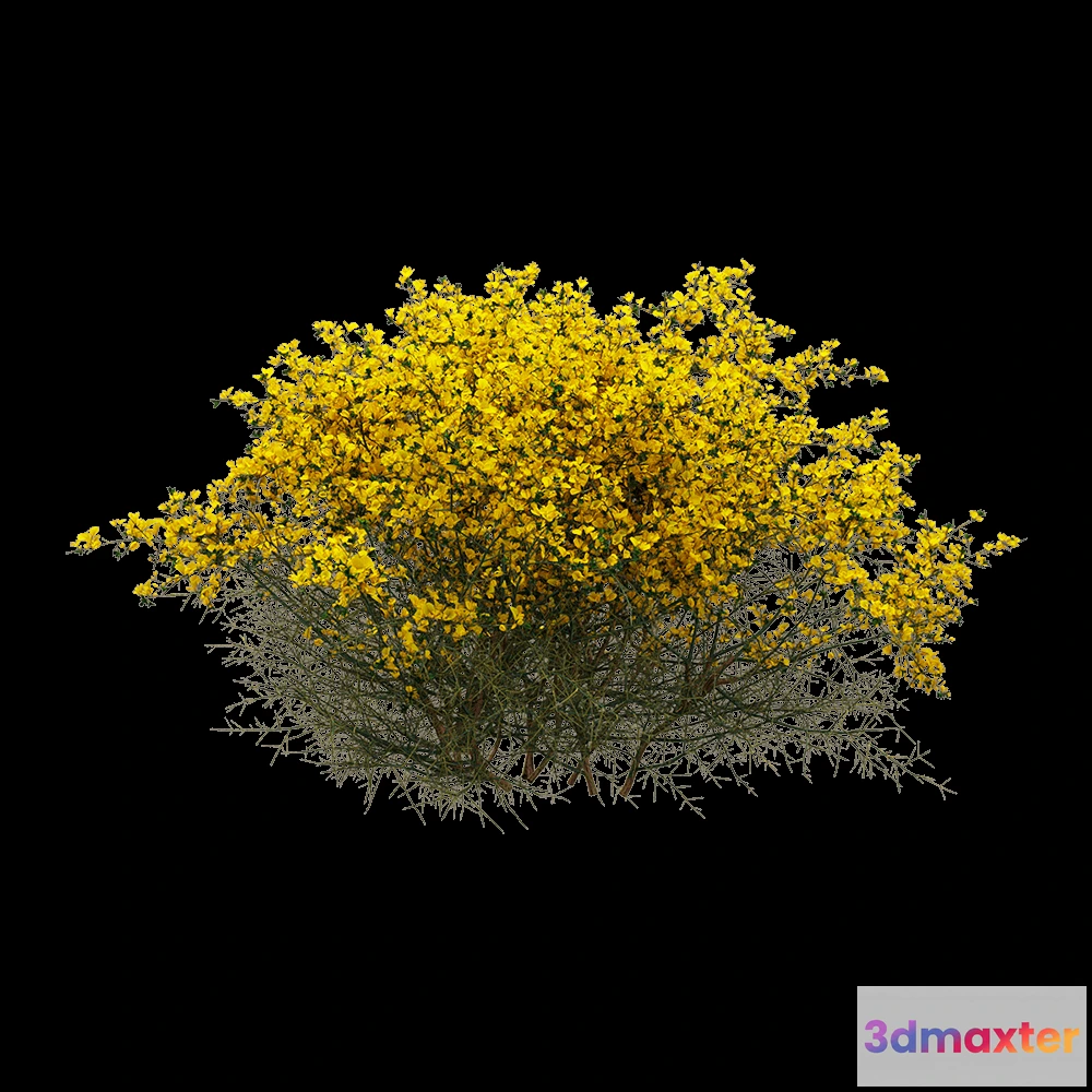 1604914 - decoration - Genista scorpius 05 3D Max