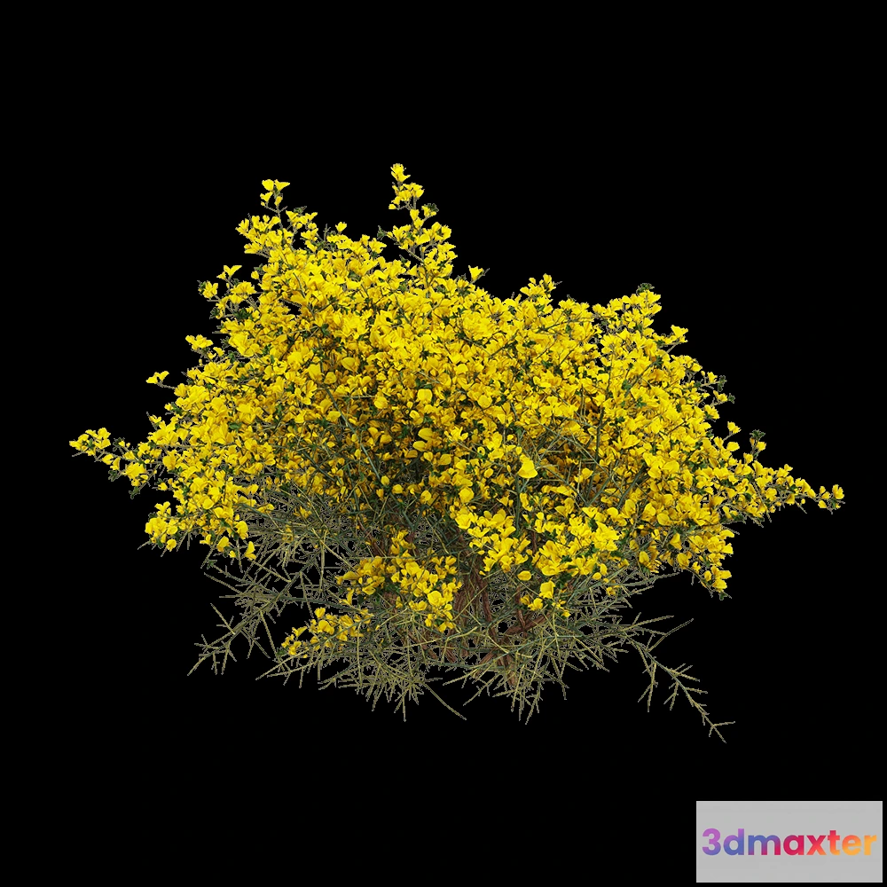 1604926 - decoration - Genista scorpius 4 3D Max