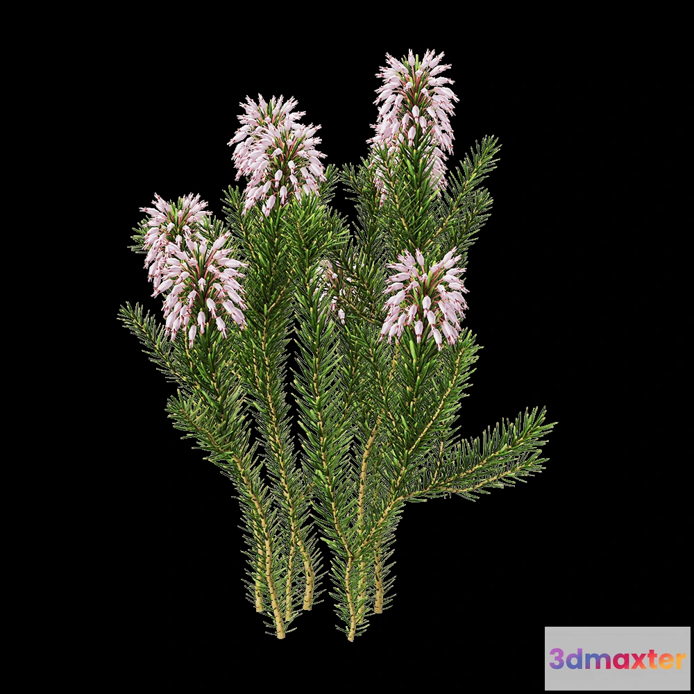 1604930 - decoration - Erica multiflora 5 3D Max