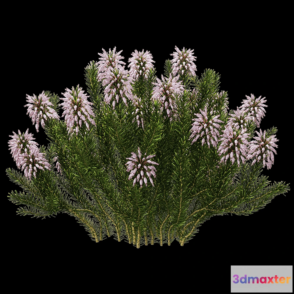 1604934 - decoration - Erica multiflora 4 3D Max