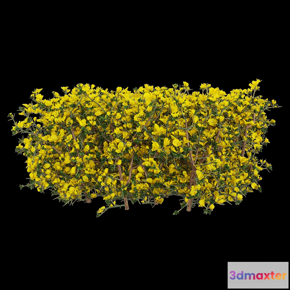 1604936 - decoration - Genista scorpius 3 3D Max