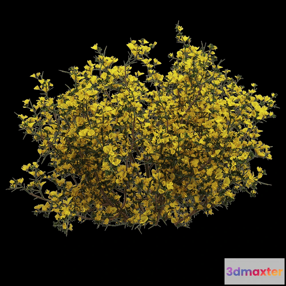 1604938 - decoration - Genista scorpius 2 3D Max