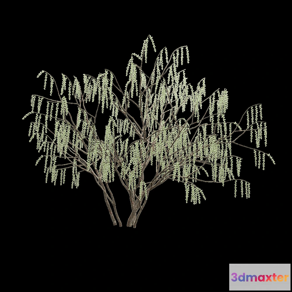 1604942 - decoration - Stachyuru praecox 6 3D Max