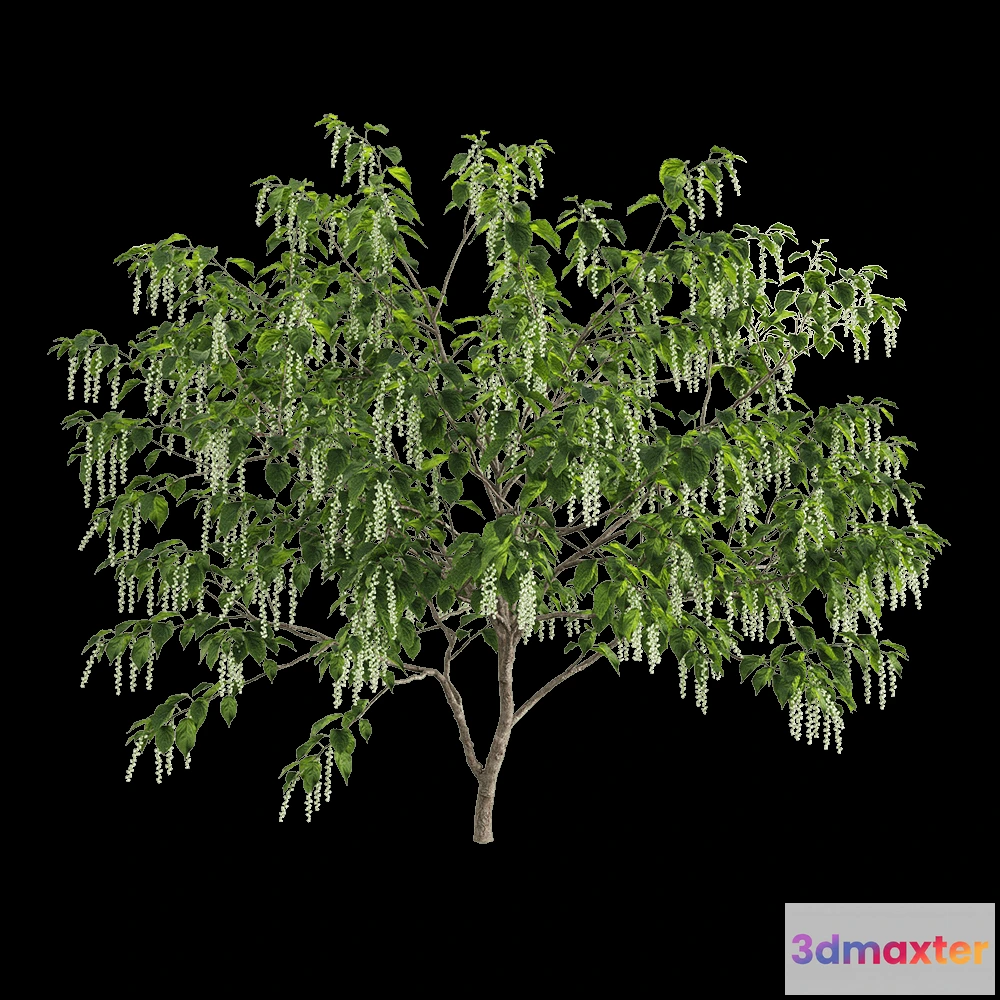 1604944 - decoration - Stachyuru praecox 5 3D Max