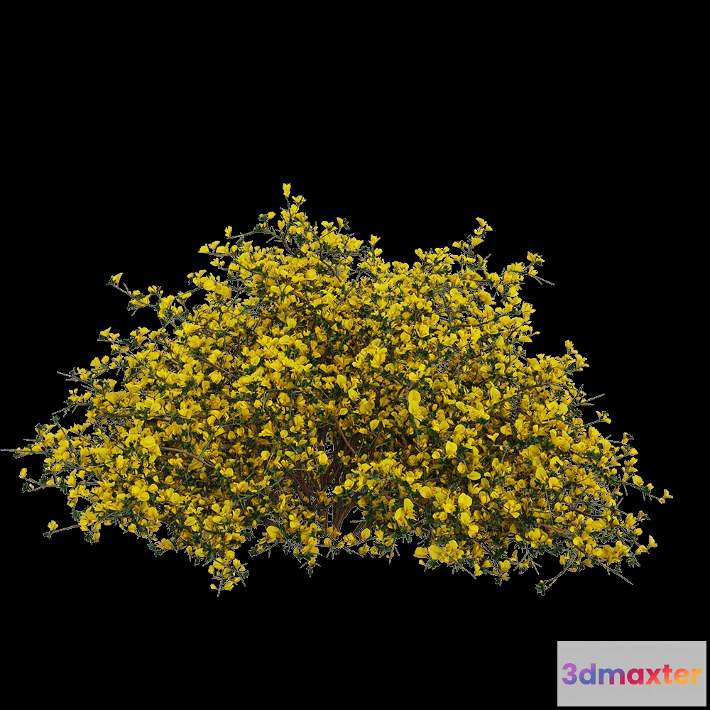 1604946 - decoration - Genista scorpius 1 3D Max