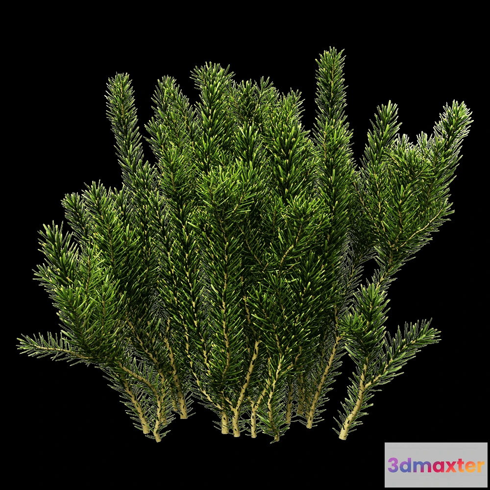 1604956 - decoration - Erica multiflora 3 3D Max