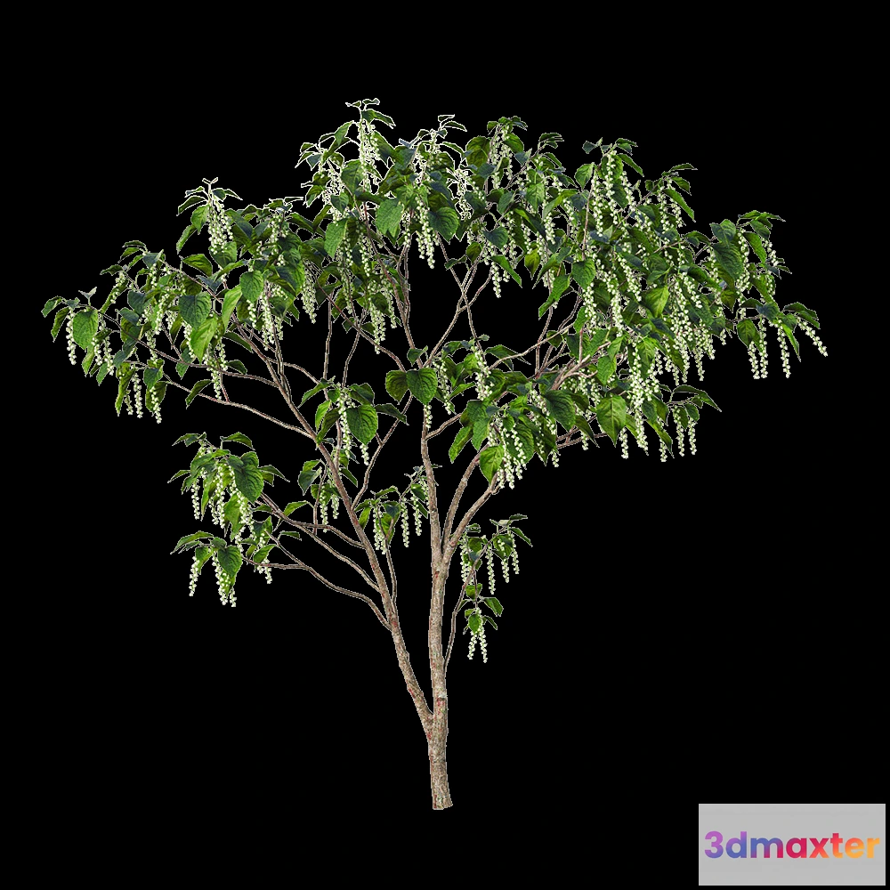 1604962 - decoration - Stachyuru praecox 4 3D Max