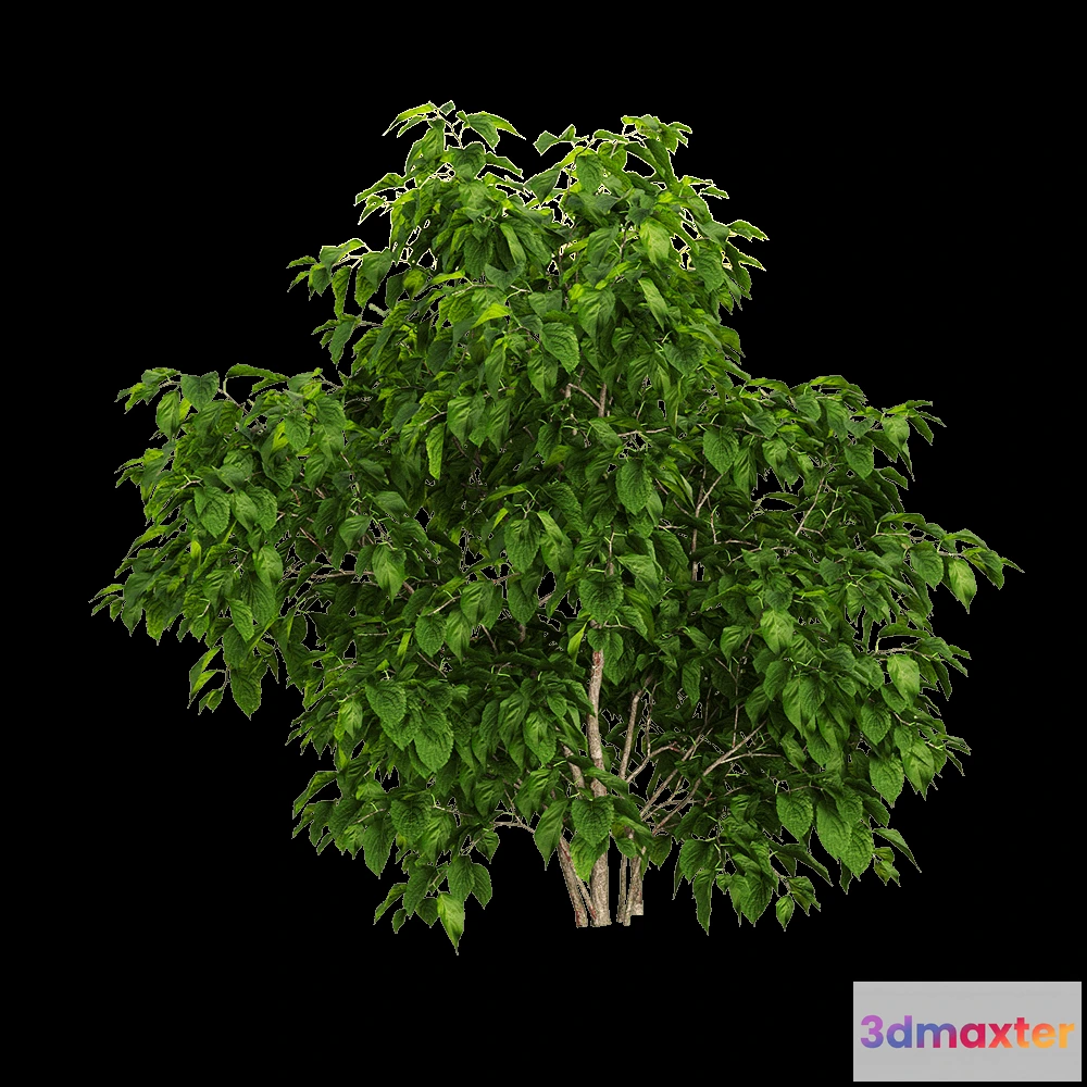 1604968 - decoration - Stachyuru praecox 3 3D Max