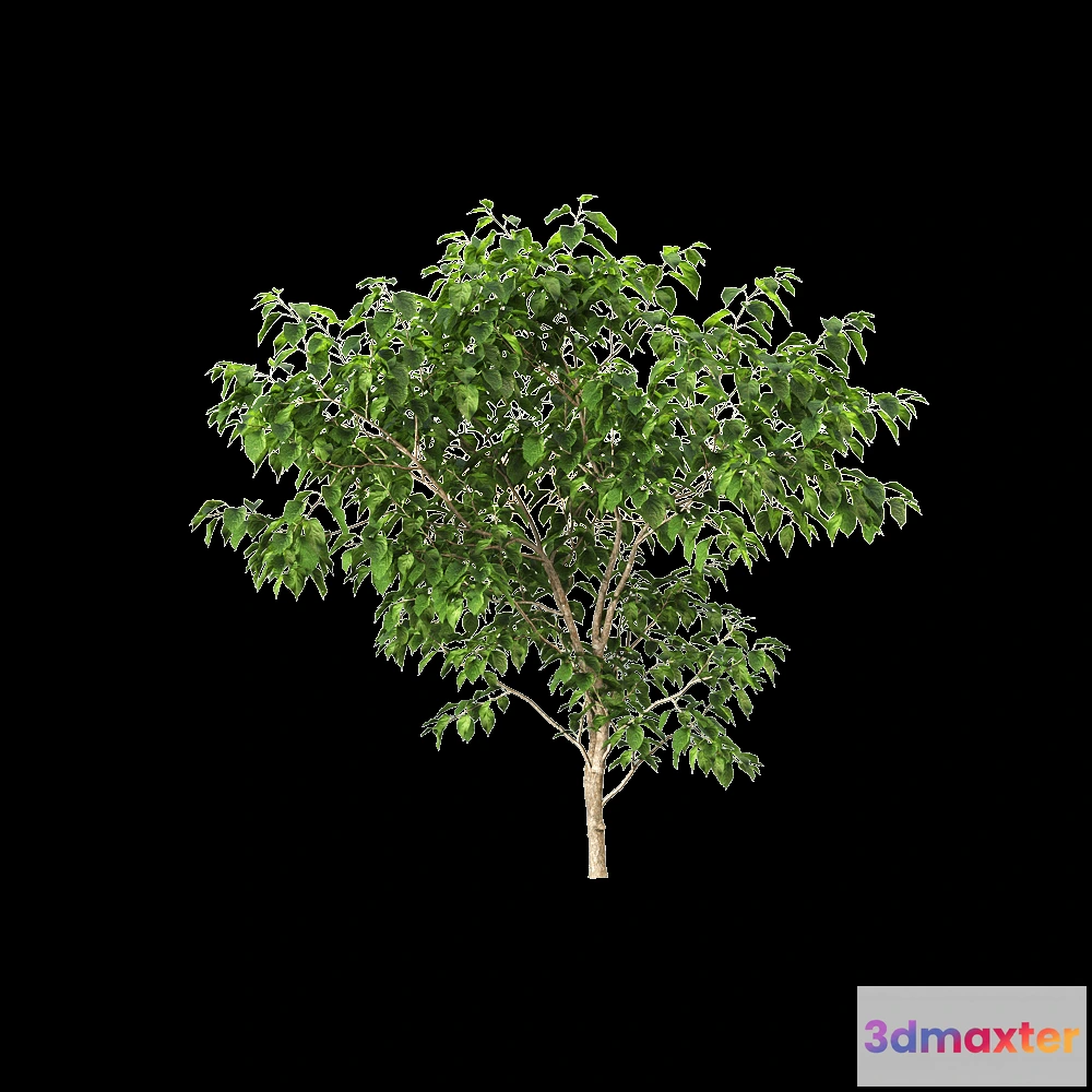 1604970 - decoration - Stachyuru praecox 2 3D Max