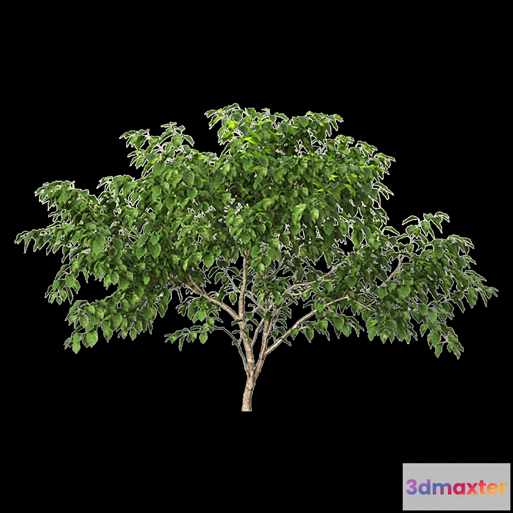 1604974 - decoration - Stachyuru praecox 1 3D Max