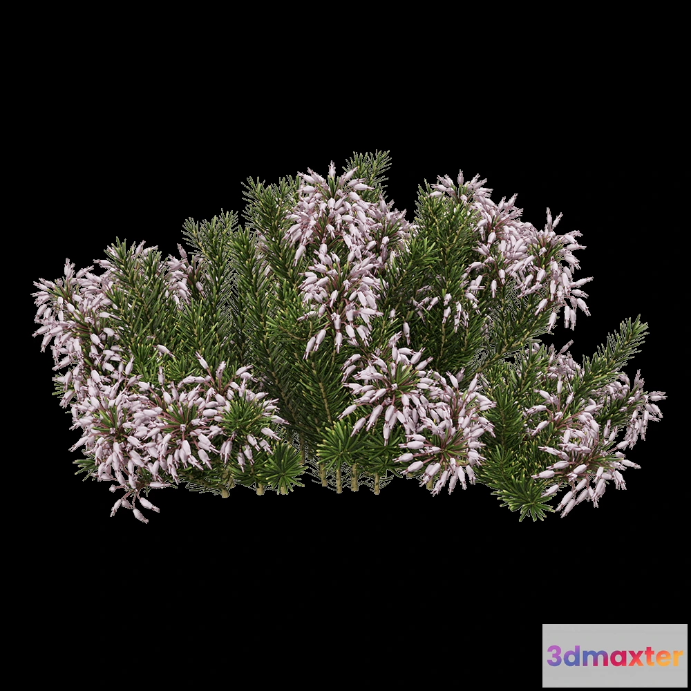 1604980 - decoration - Erica multiflora 3 3D Max