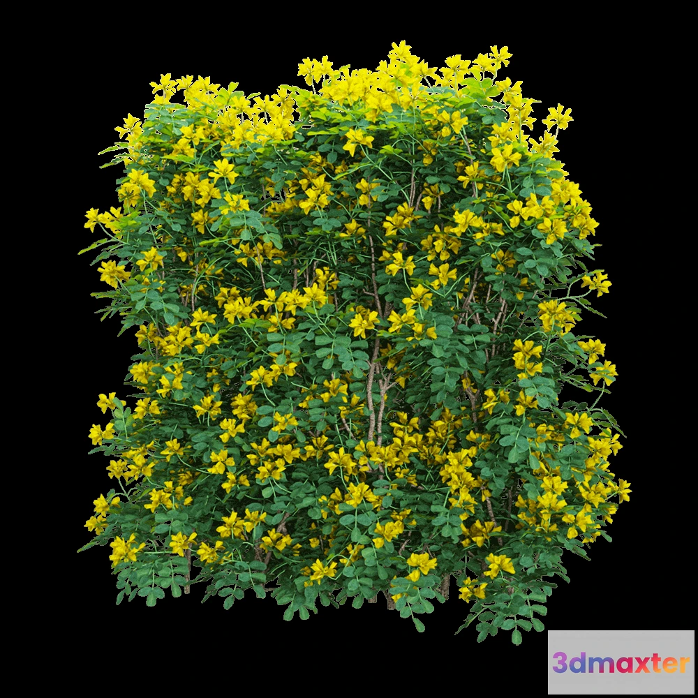 1604982 - decoration - Coronilla glauca 5 3D Max