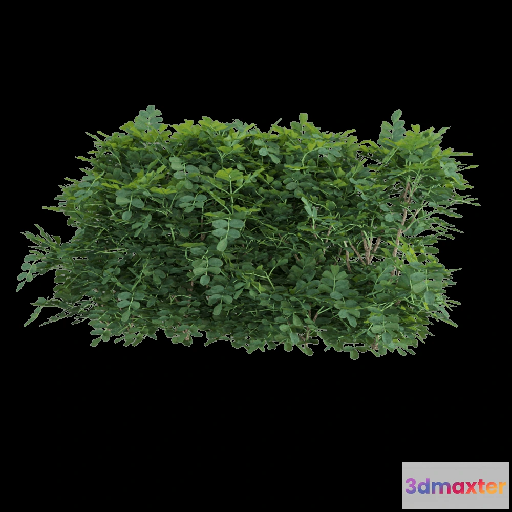 1604986 - decoration - Coronilla glauca 4 3D Max