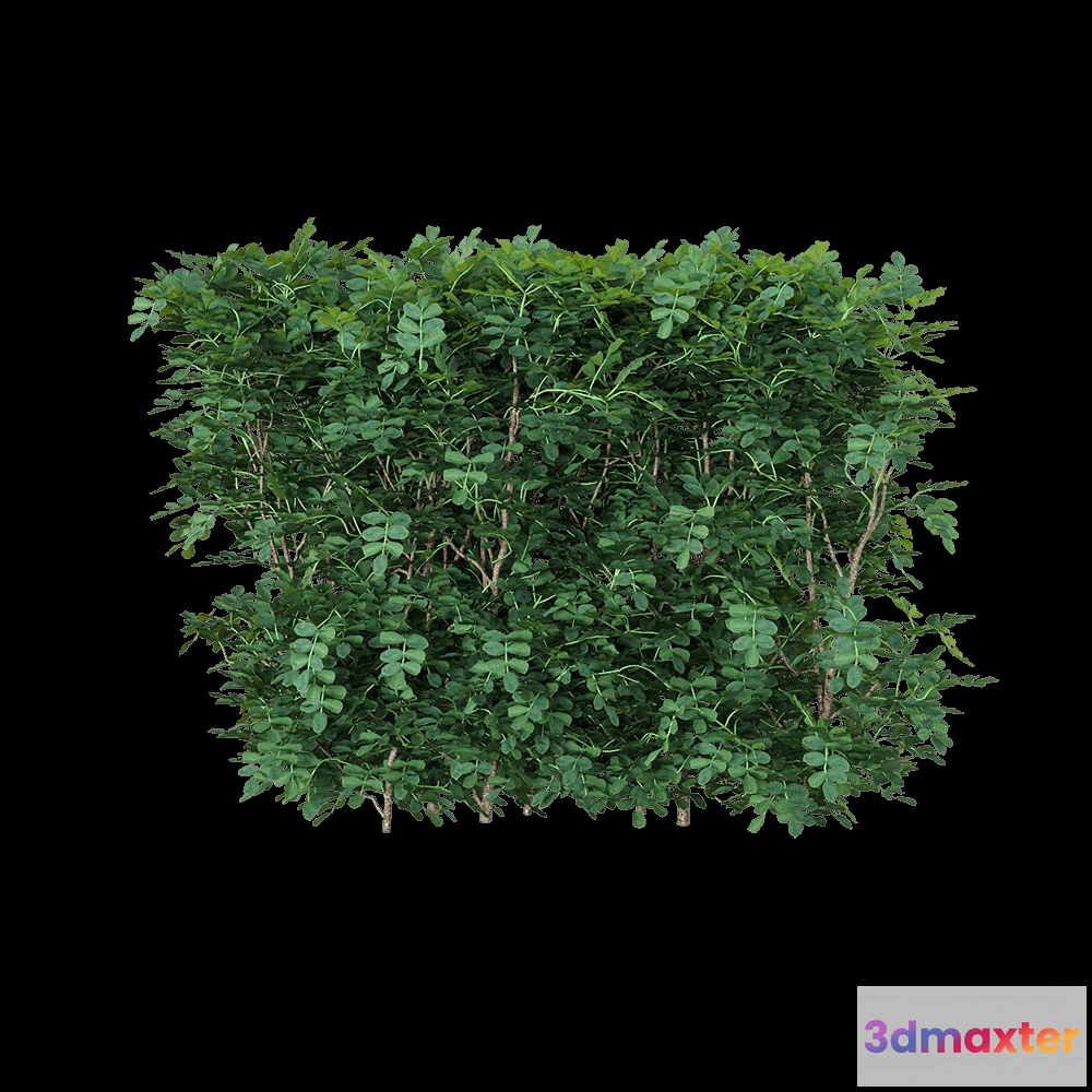 1604990 - decoration - Coronilla glauca 3 3D Max