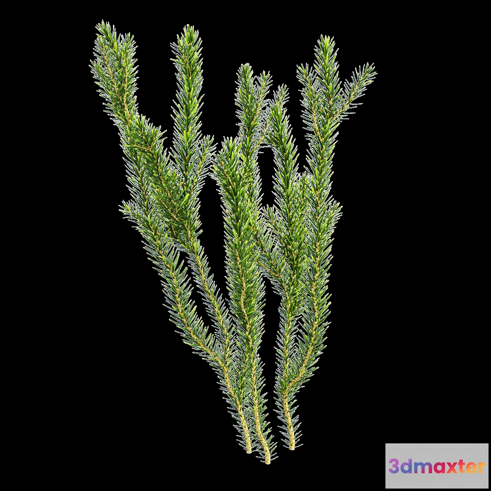 1604994 - decoration - Erica multiflora 2 3D Max