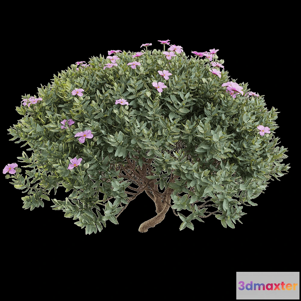 1605002 - decoration - Cistus albidus 5 3D Max