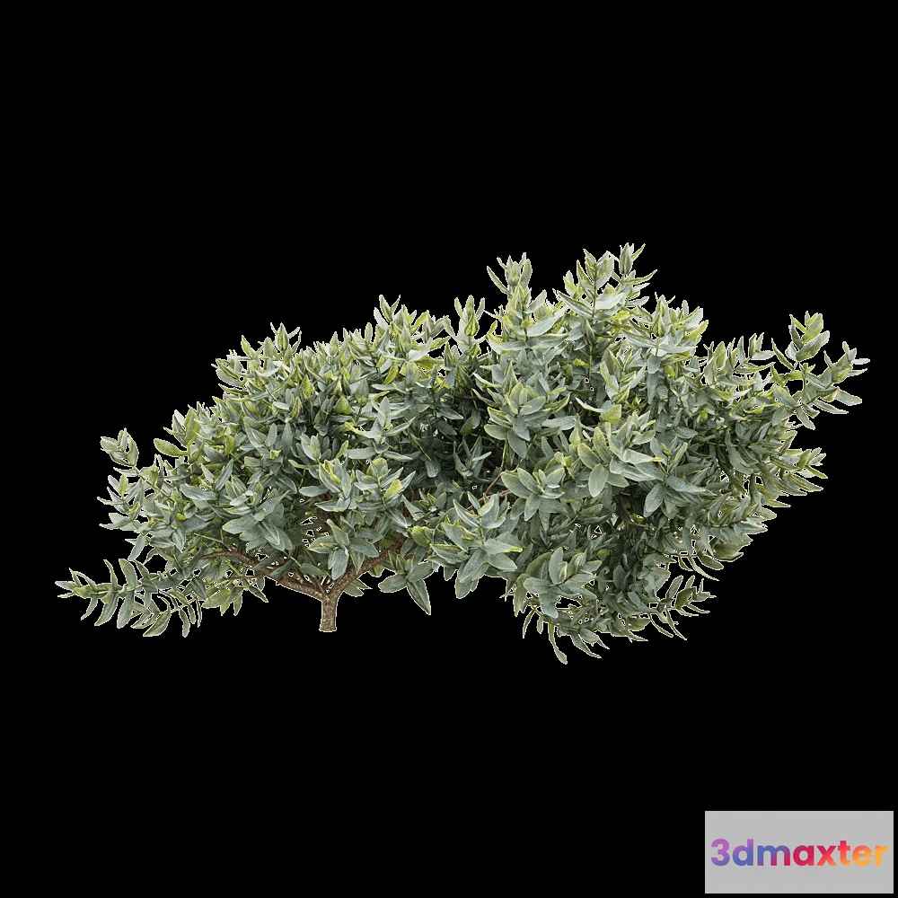 1605006 - decoration - Cistus albidus 3 3D Max