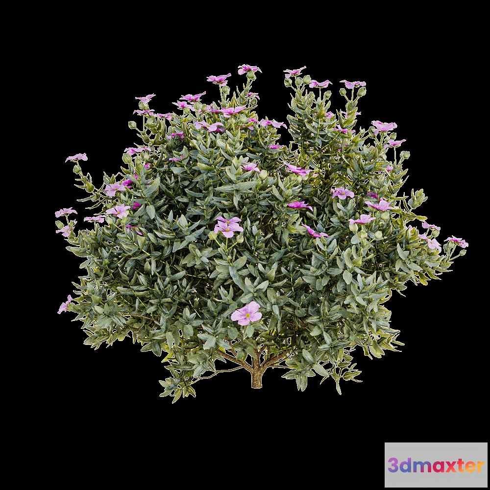 1605008 - decoration - Cistus albidus 3D Max