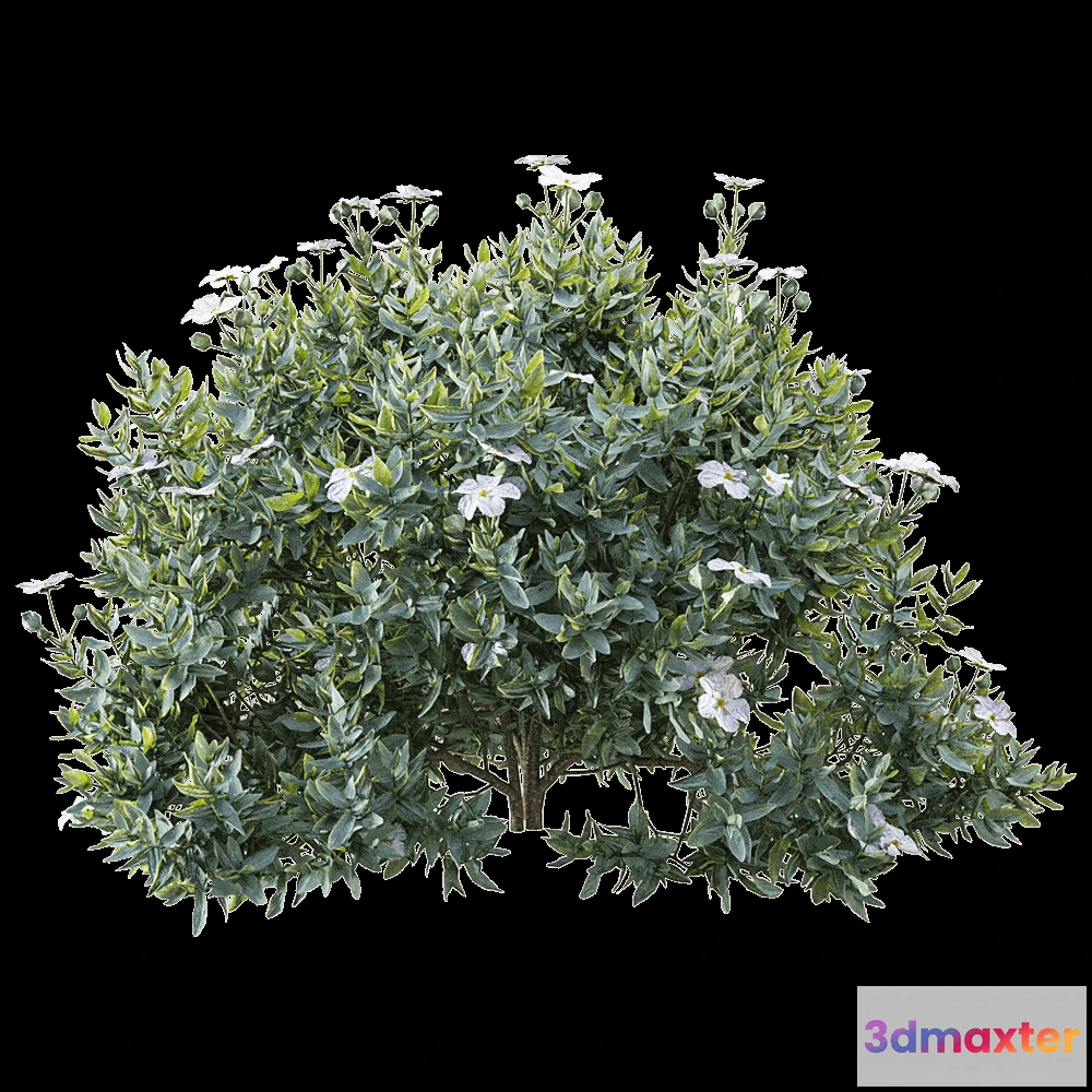 1605010 - decoration - Cistus albidus 2 3D Max