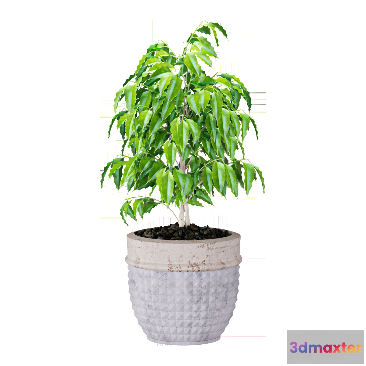 1605018 - decoration - Plant Ficus 3D Max