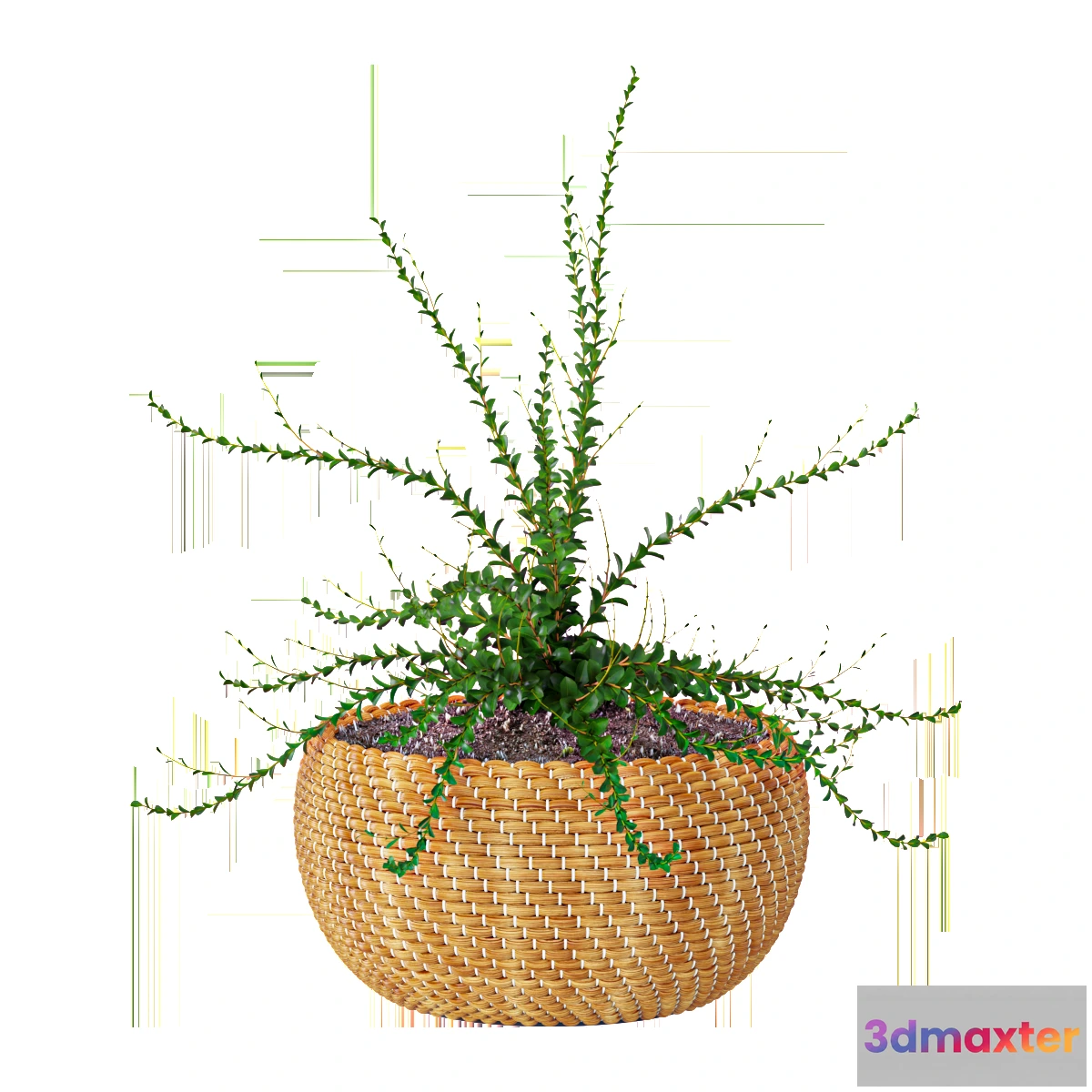 1605030 - decoration - Plant in a basket 3D Max