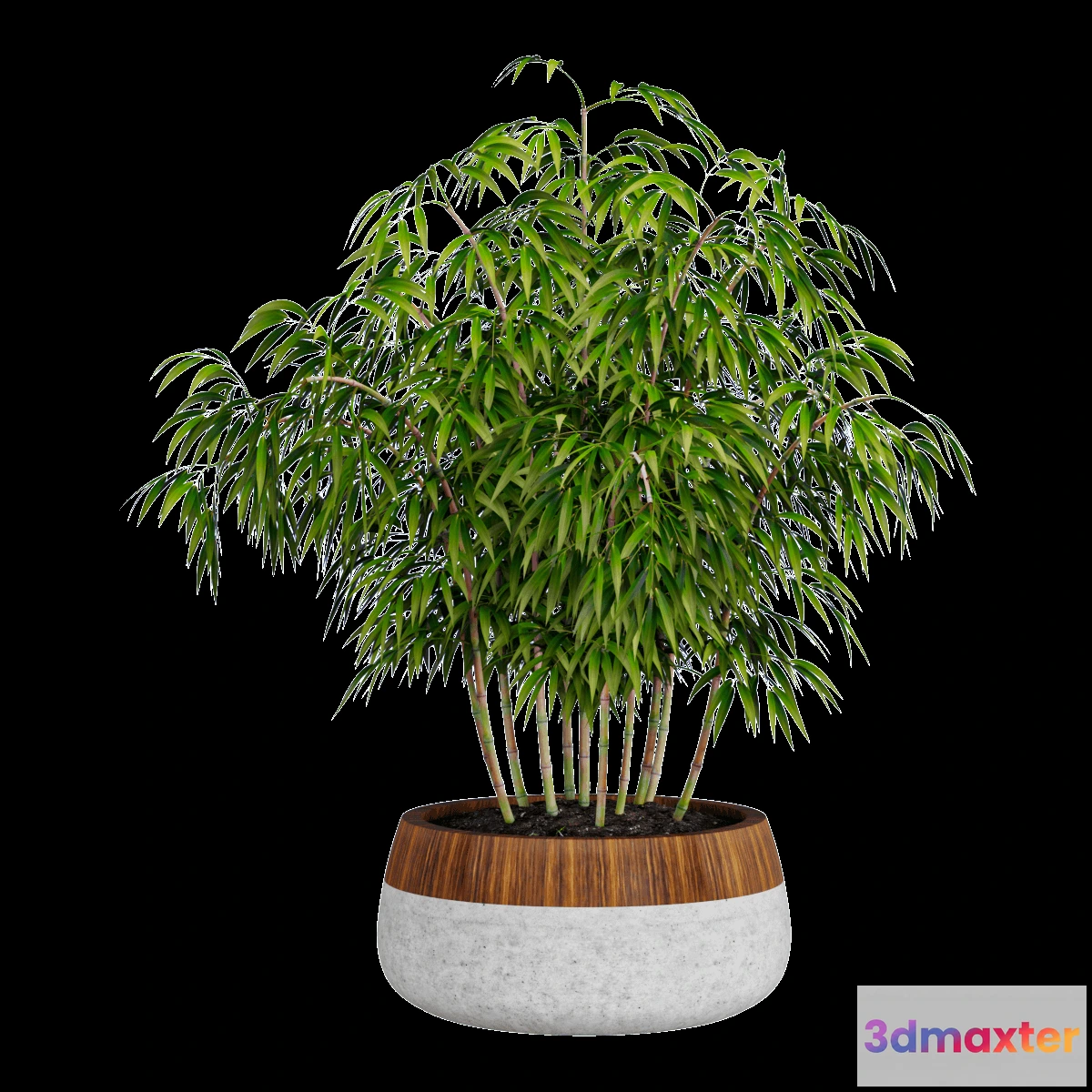 1605032 - decoration - Plant ficus 3D Max