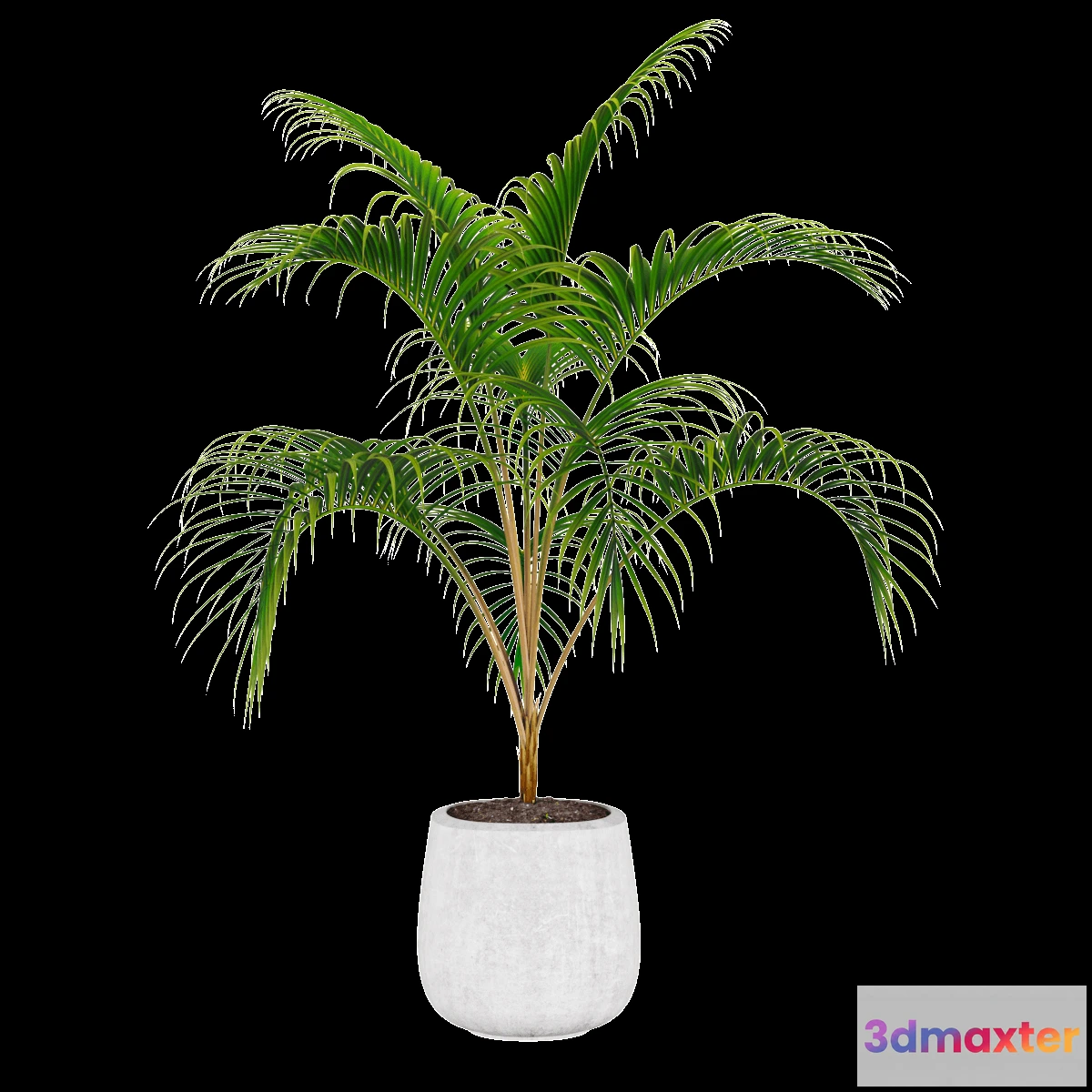 1605038 - decoration - Palm plant 3D Max