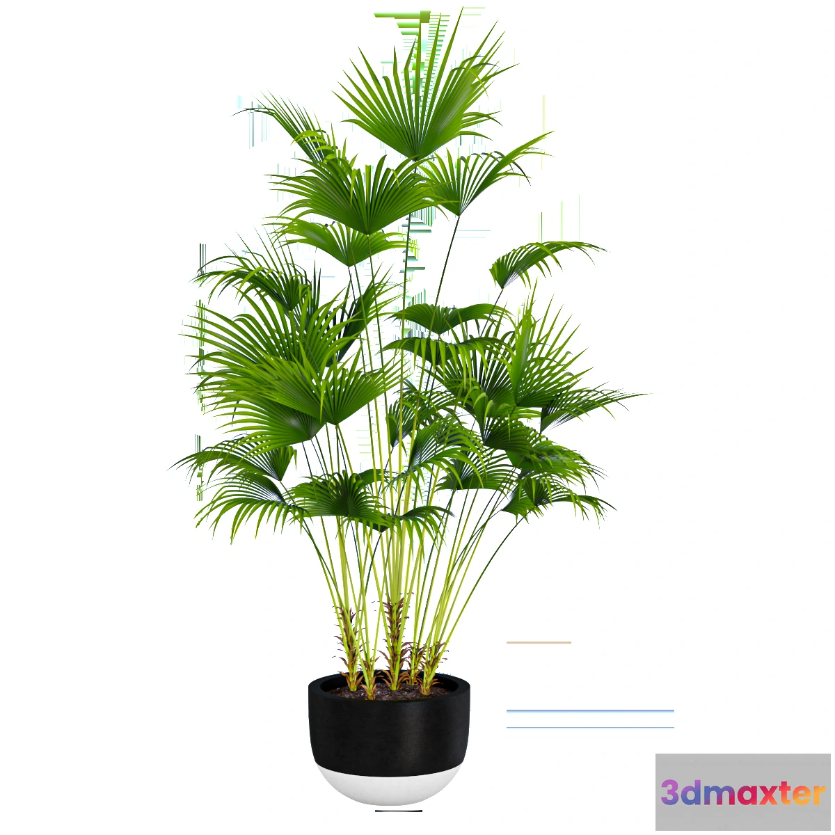 1605042 - decoration - Palm plant 3D Max