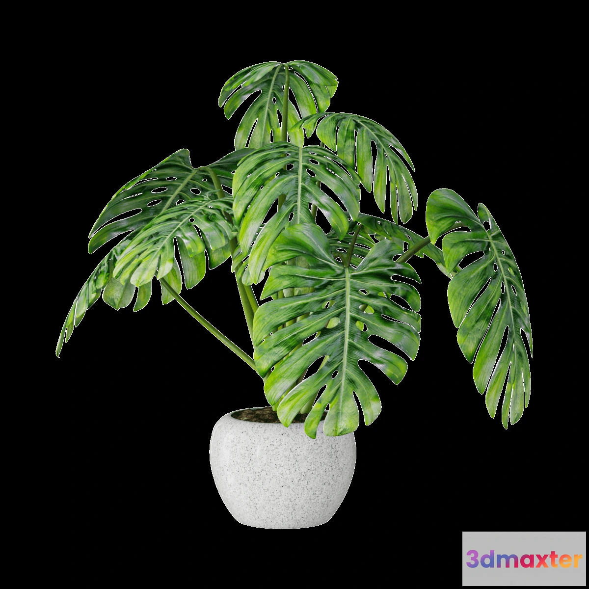 1605052 - decoration - Plant Monstera 01 3D Max